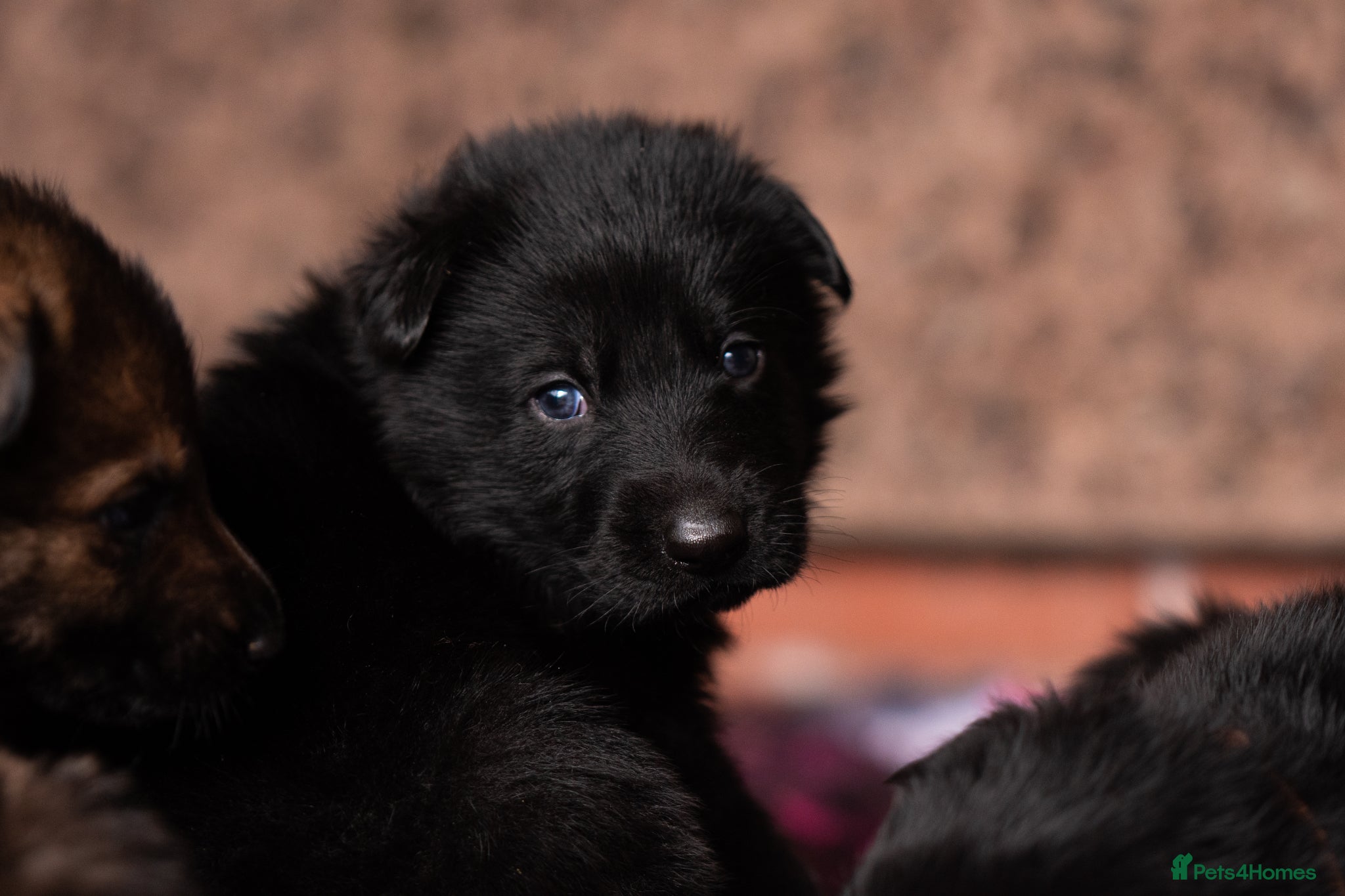 German Shepherd dogs Health tested Czech German shepherd puppies - Advert 15