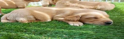 Golden Retriever dogs for sale: Healthy, happy KC reg, Golden Retriever puppies.  - Advert 11