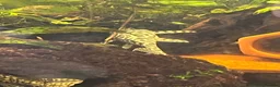 Plecos fish for sale: L236sw proven breeding adults.  - Advert 5