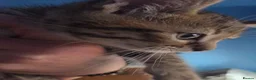 British Shorthair cats for sale: 2 male tabby kittens  - Advert 13