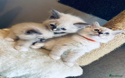 Ragdoll cats for sale: 4 Adorable kittens for sale 🩵🩵 - Image 1