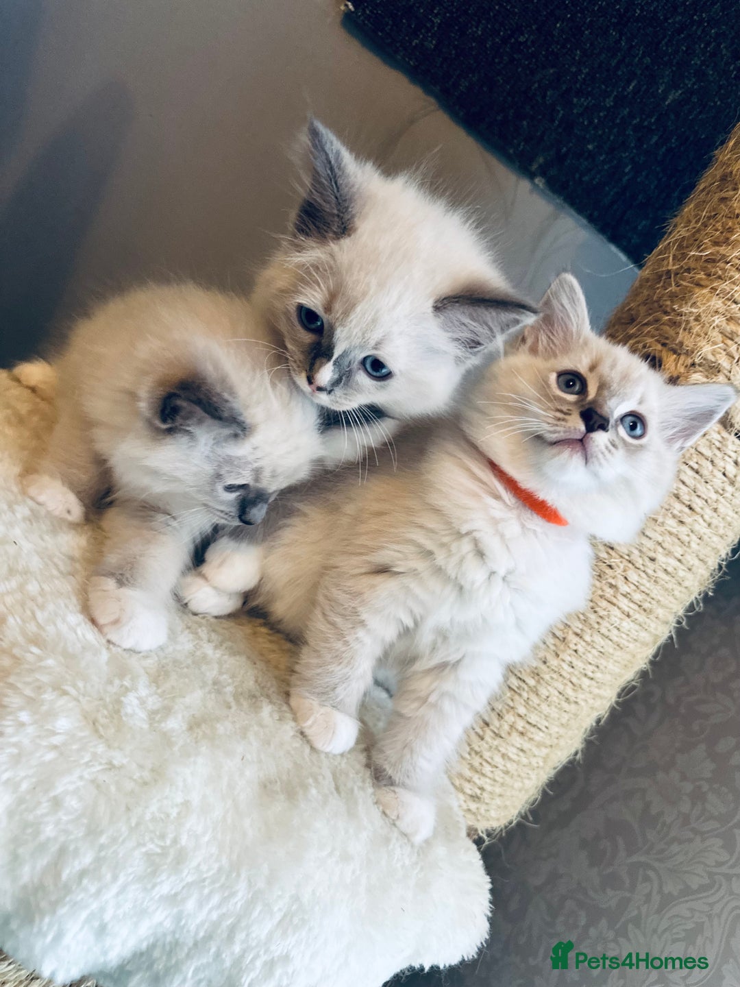 Ragdoll cats for sale: 4 Adorable kittens for sale 🩵🩵 - Image 1