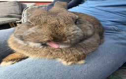 Netherland Dwarf rabbits for sale: male brown bunny - Image 2