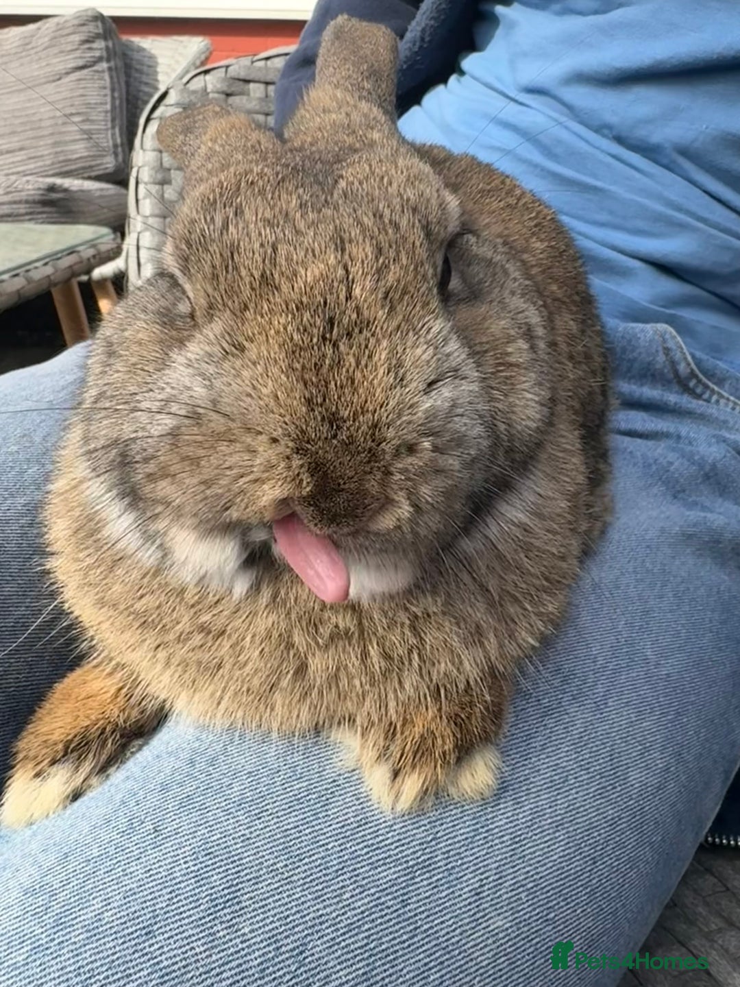 Netherland Dwarf rabbits for sale: male brown bunny - Image 2