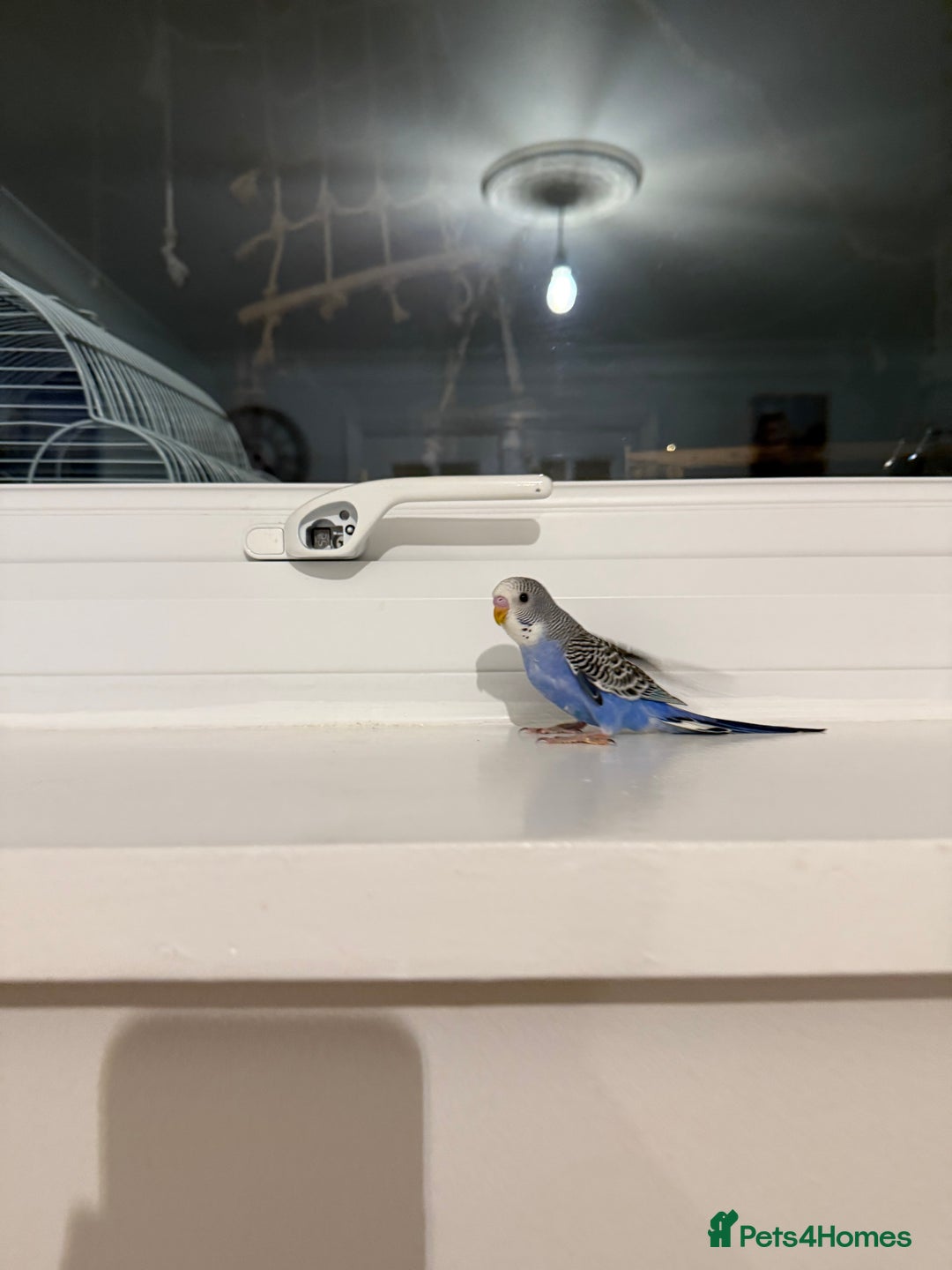 Budgerigars birds for sale: BABY BUDGIES FOR SALE  - Advert 4