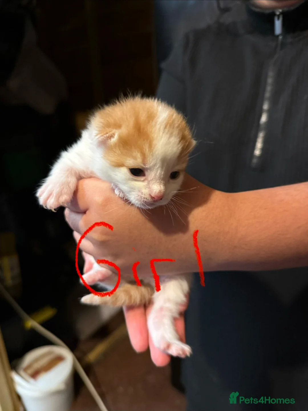 Mixed Breed cats for sale: 4 beautiful mixed breed kittens - Advert 2