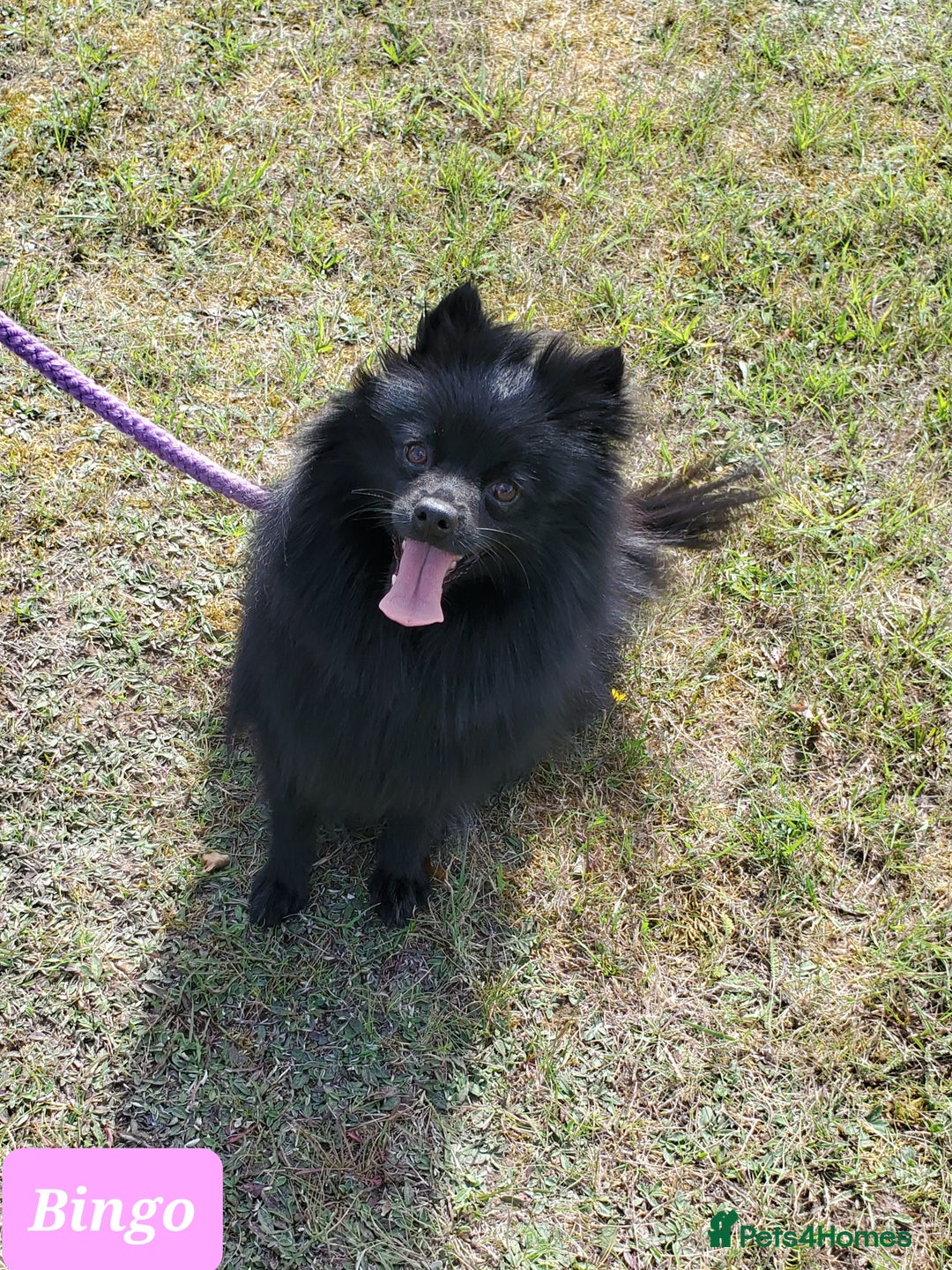 German Spitz dogs for sale: Bluey & Bingo looking for Loving Homes.  - Advert 4