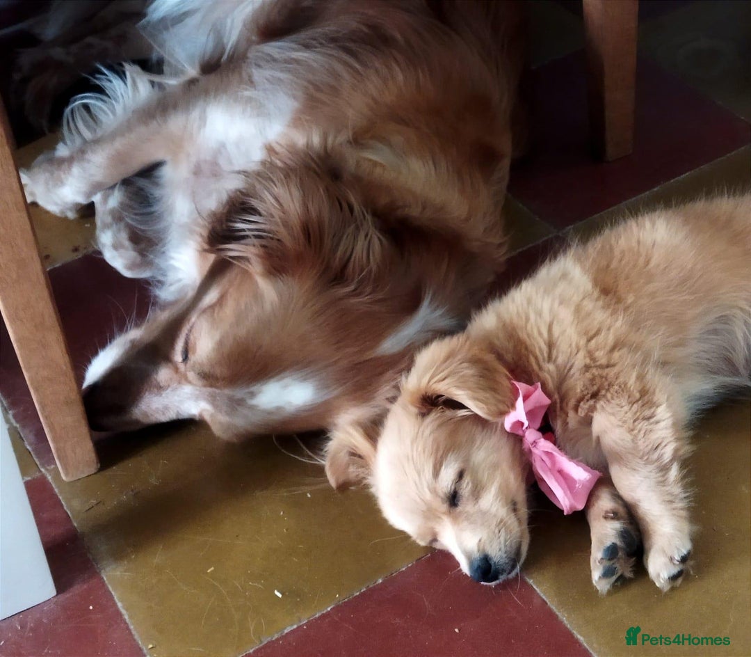 Mixed Breed dogs for adoption: Little (Tiny) Lady - Image 13