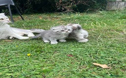 Scottish Fold cats for sale: Scottish fold kittens - Image 26