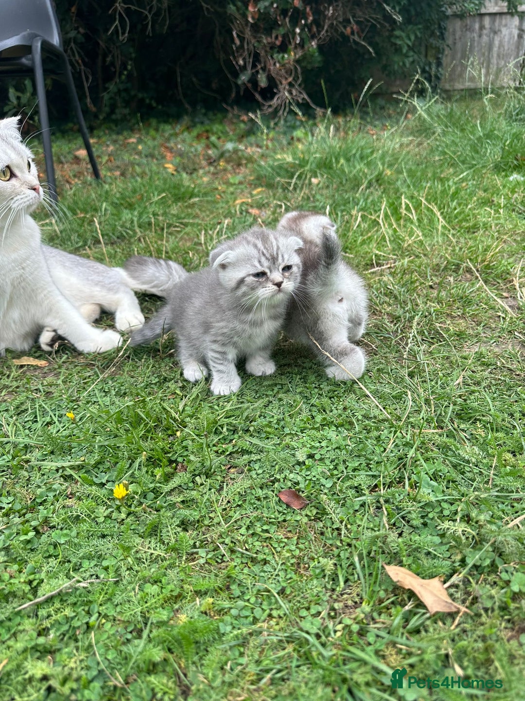 Scottish Fold cats for sale: Scottish fold kittens - Image 26