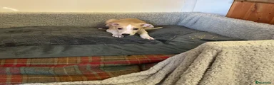Whippet 3