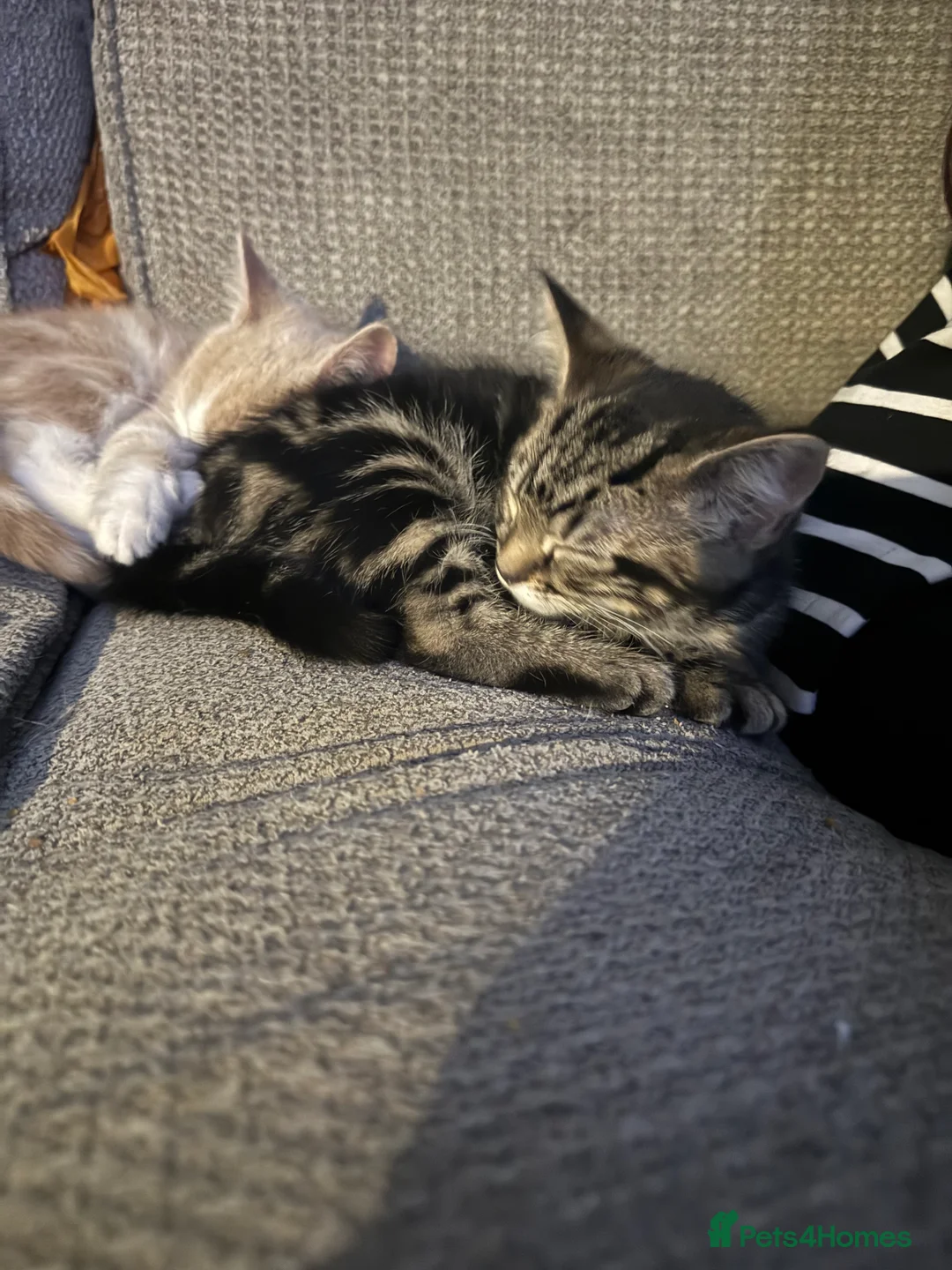 Mixed Breed cats for sale: Kittens for sale in Norwich - Advert 2