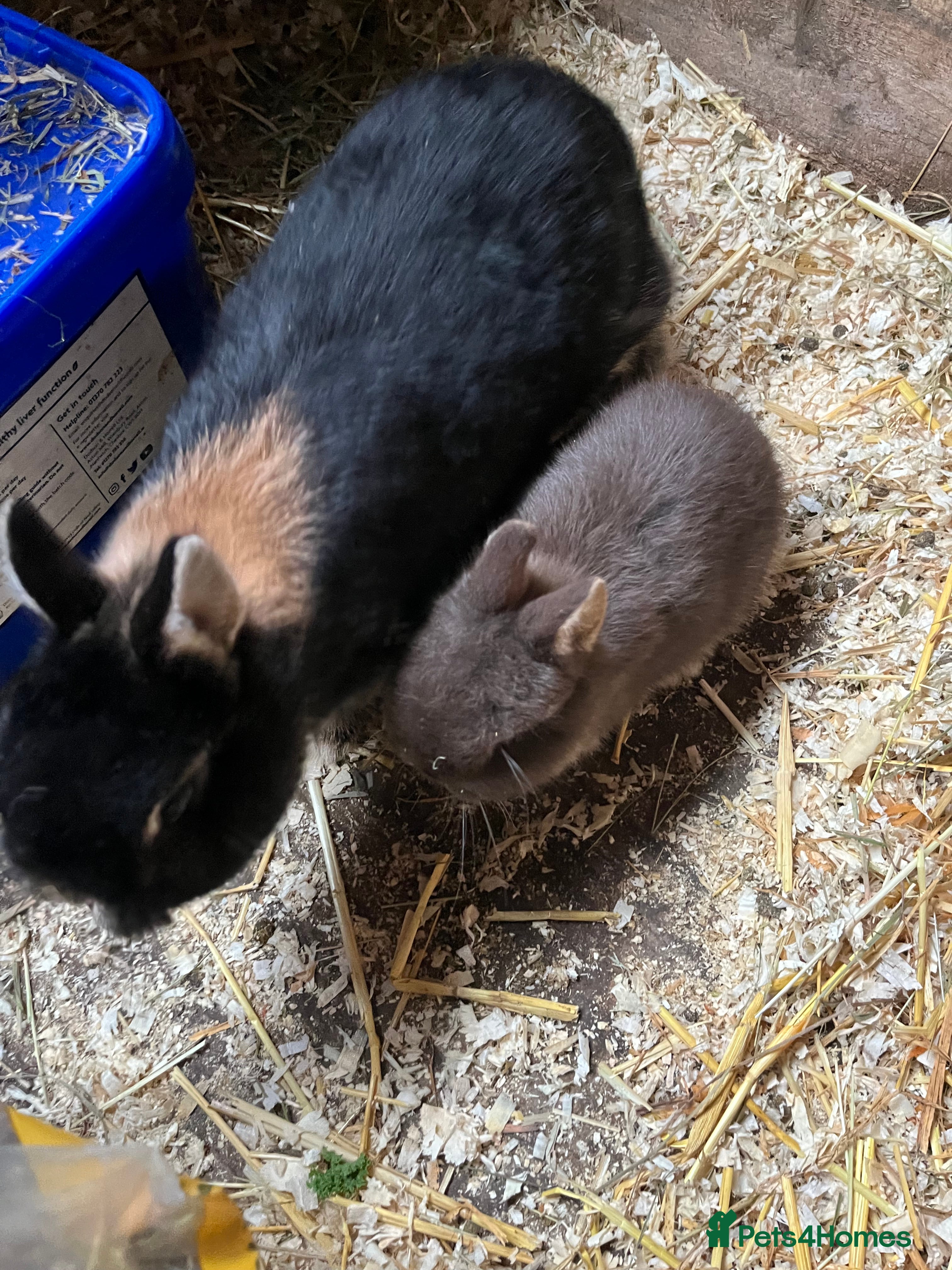 Netherland Dwarf rabbits Netherlands dwarf baby’s  - Advert 9