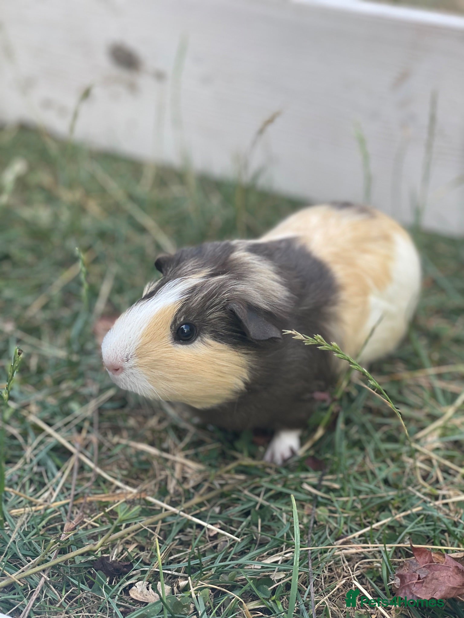 Guinea Pig rodents Guinea pigs looking for forever homes  - Advert 1