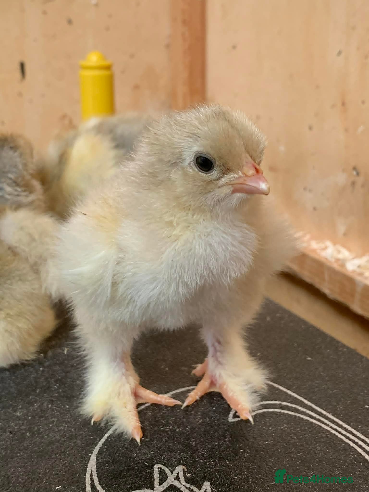 Chickens poultry Isabella Brahma chicks - Advert 1