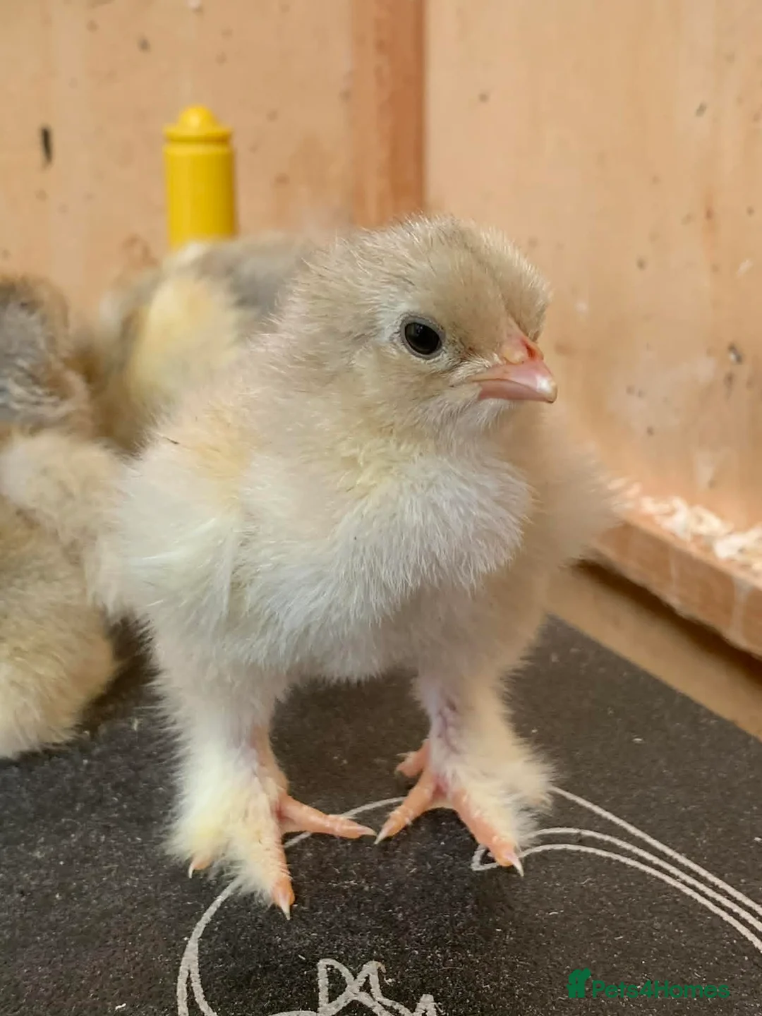 Chickens poultry for sale: Isabella Brahma chicks - Advert 1