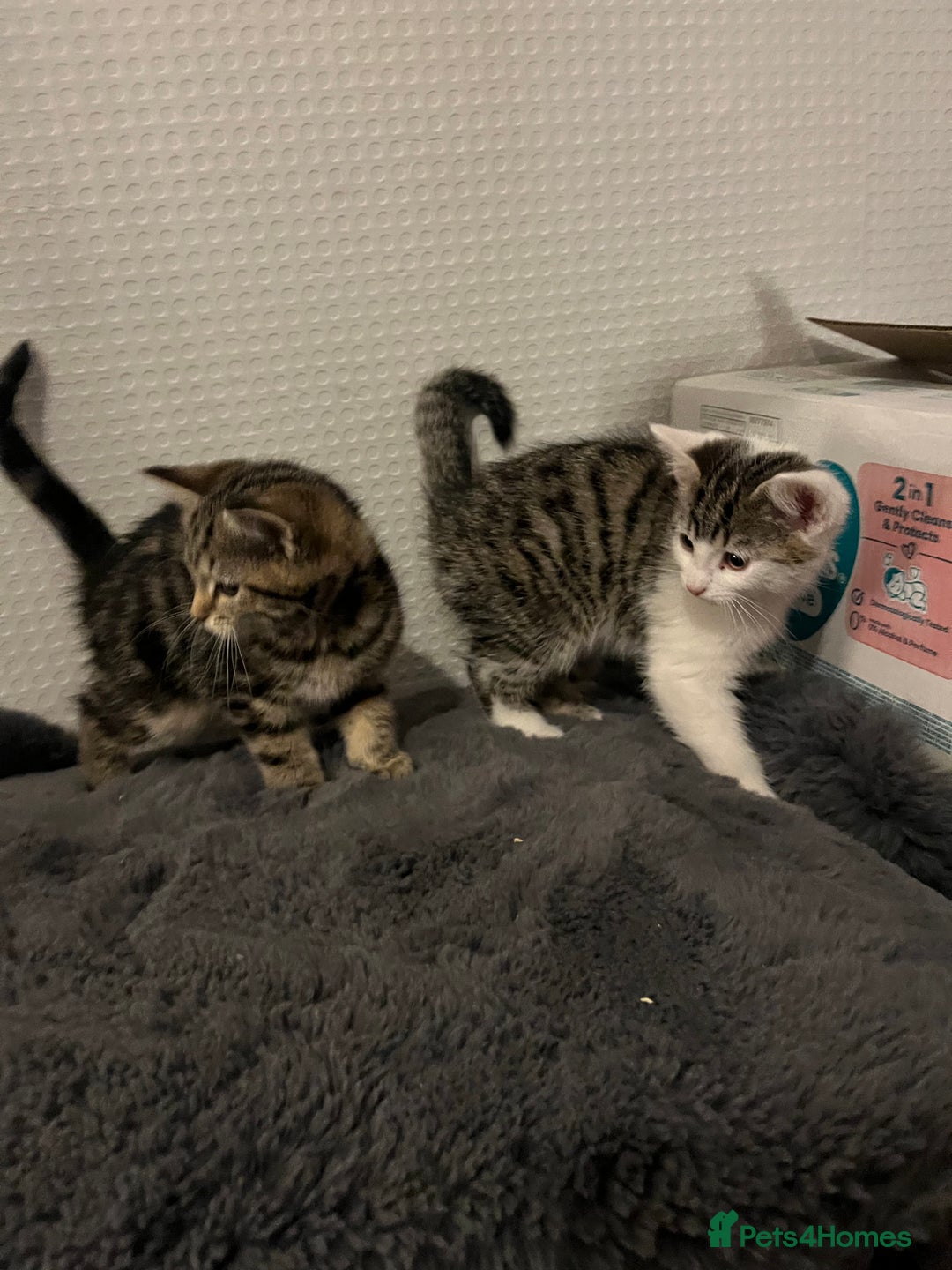 Mixed Breed cats for sale: Beautiful kittens  - Advert 5