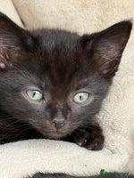 Mixed Breed cats - Advert 5