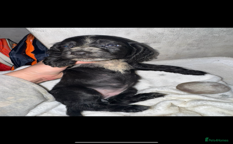 Cocker Spaniel dogs - Advert 2