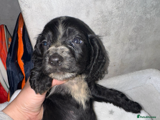 Cocker Spaniel dogs - Advert 12