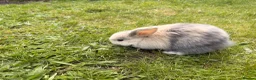 Mini Lop rabbits for sale: Adorable mini lops 💖🩵 - Advert 4