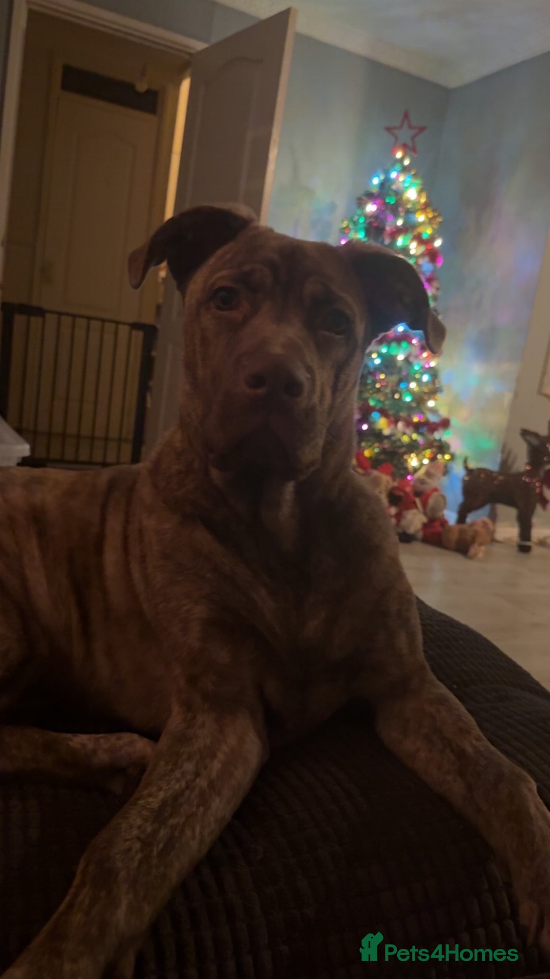 Mixed Breed dogs for sale: Roxy  - Advert 1