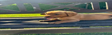 Labrador Retriever 1