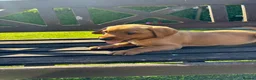 Labrador Retriever dogs for sale: KC Registered Fox red Labrador puppies in Newtown - Advert 9