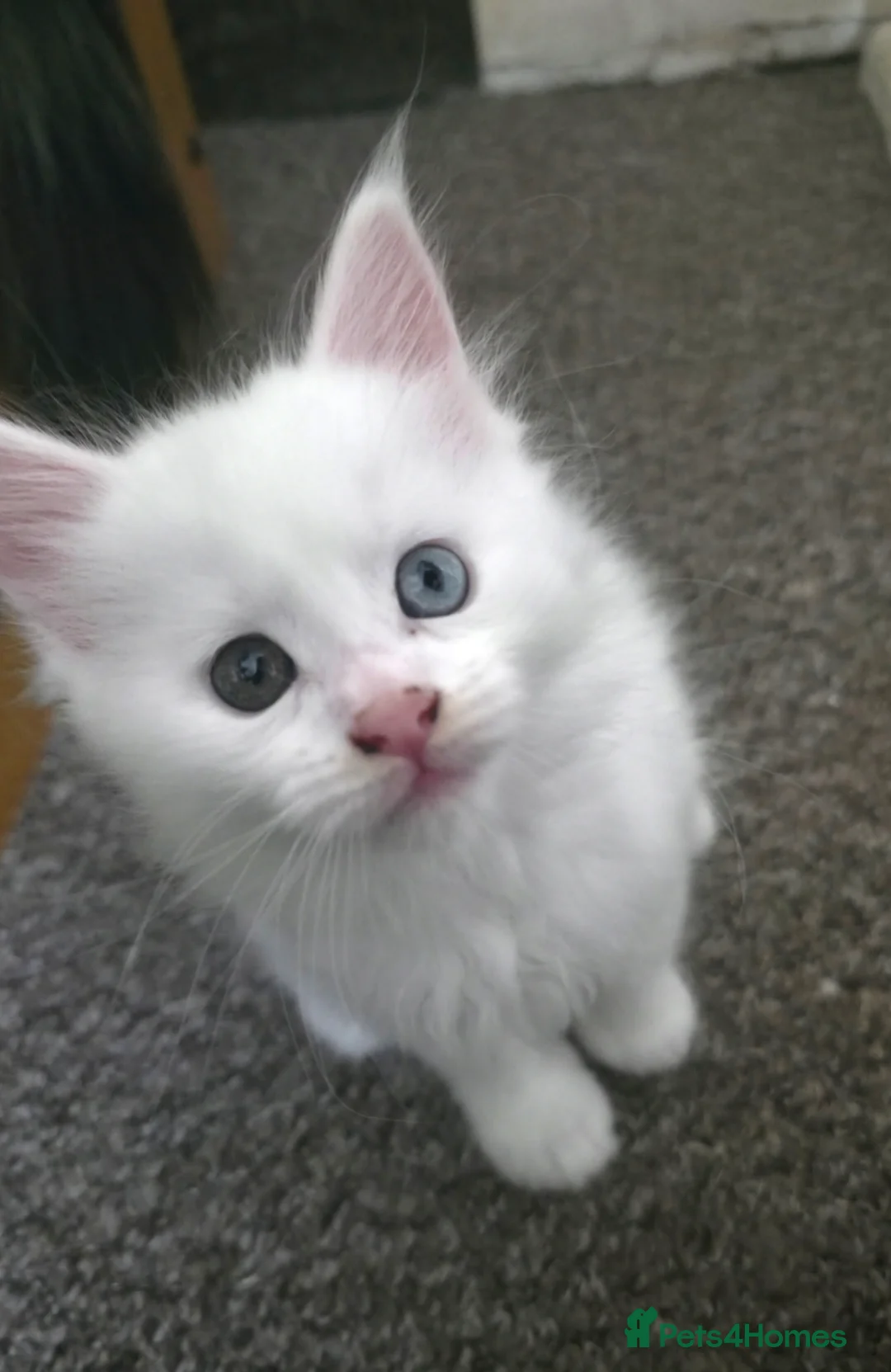 Maine Coon cats for sale: Maine coone kittens - Advert 2