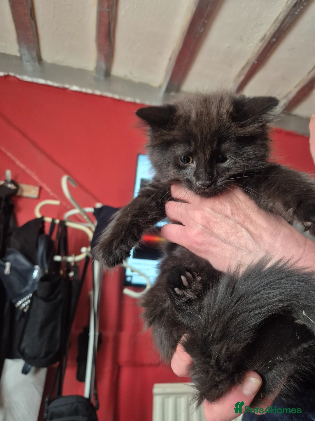 Mixed Breed cats for sale: Cutie looking for home - Advert 1