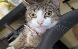 Toyger cats for sale: Mother and 2 babies - Image 1