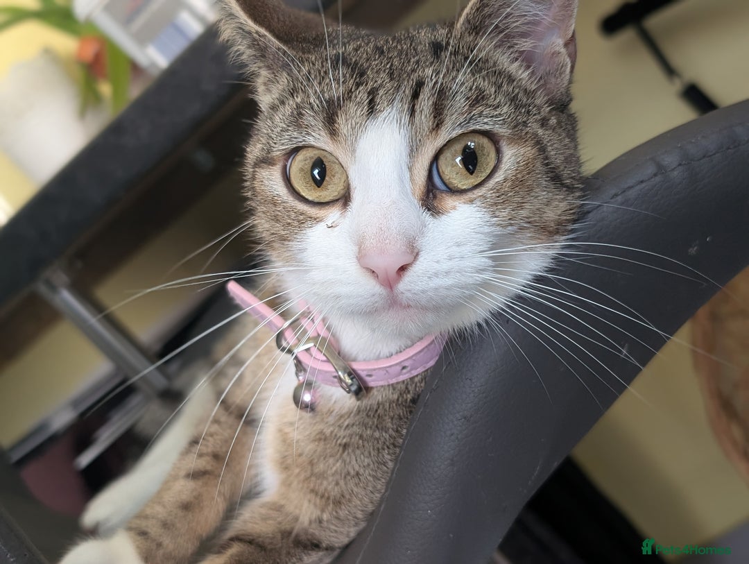 Toyger cats for sale: Mother and 2 babies - Image 1