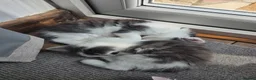 Mixed Breed cats for sale: Two gorgeous angels need a forever home  in Witney - Advert 15