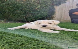 Miniature Schnauzer dogs for sale: Pure White Miniature Schnauzer puppies - Image 1