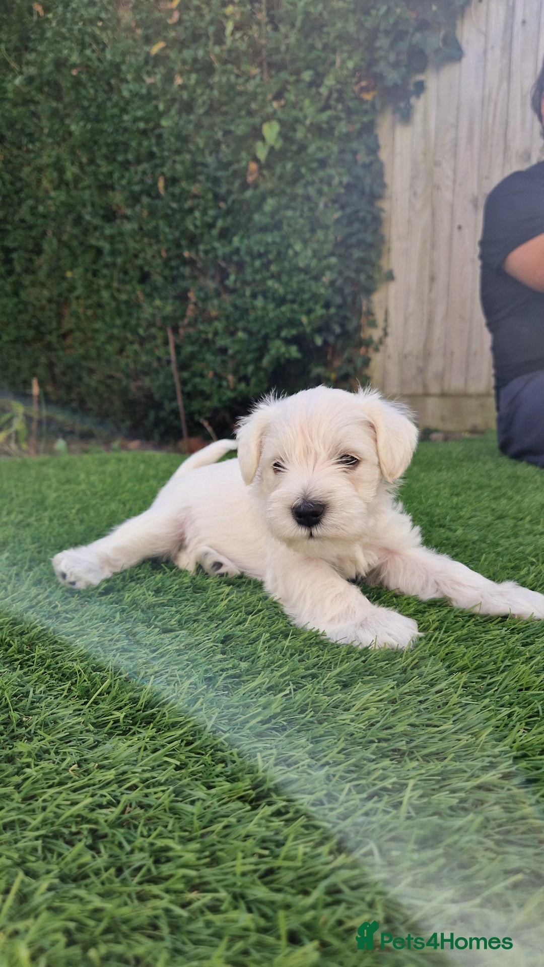 Miniature Schnauzer dogs for sale: Pure White Miniature Schnauzer puppies - Image 1