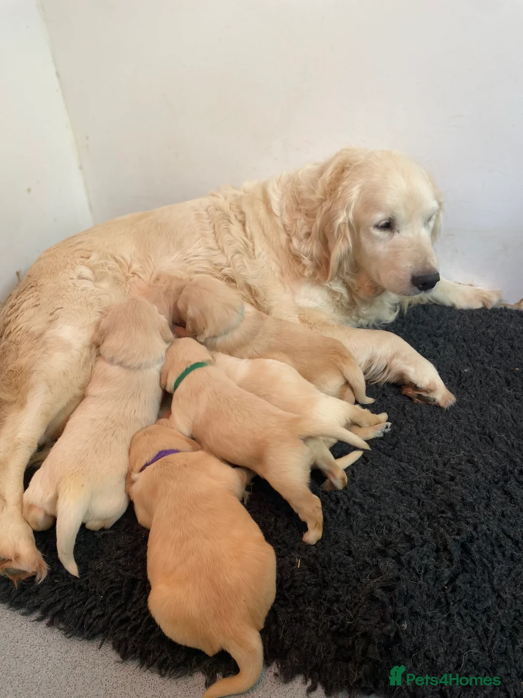 Golden Retriever dogs for sale: 💛🤍 5 Star ⭐️🐶 Golden Retriever Pups 🐶 🌟🤍💛 - Advert 2