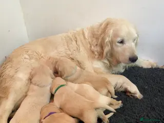 Golden Retriever dogs 💛🤍 5 Star ⭐️🐶 Golden Retriever Pups 🐶 🌟🤍💛 - Advert 1