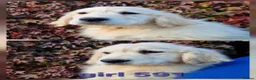 Golden Retriever dogs for sale: Stunning Golden Retrievers - Advert 4