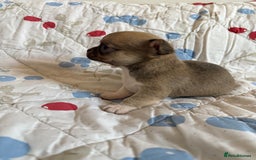 Chihuahua dogs for sale: Health tested & KC Reg Chocolate sable boy left! - Advert 10