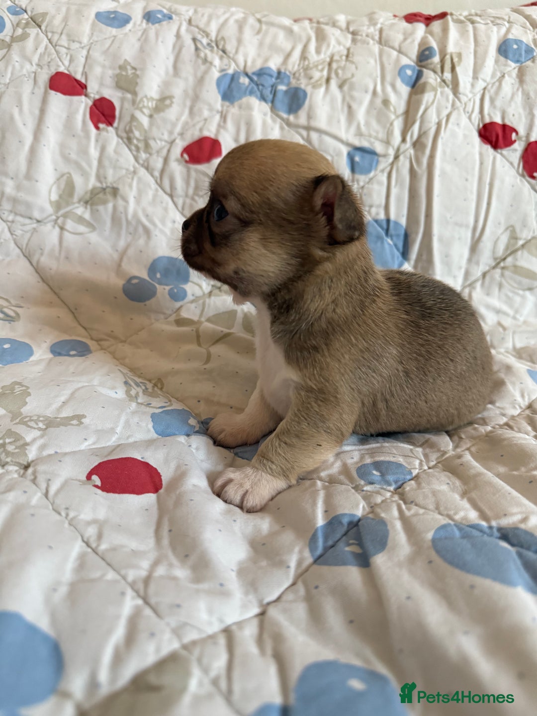Chihuahua dogs for sale: Health tested & KC Reg Chocolate sable boy left! - Advert 10