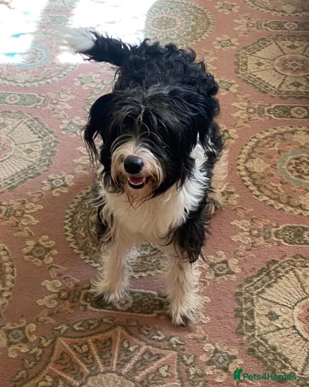 Bearded Collie dogs for sale: Bouncy, lovable 2 year old Bearded Collie in Chesterfield - Advert 5