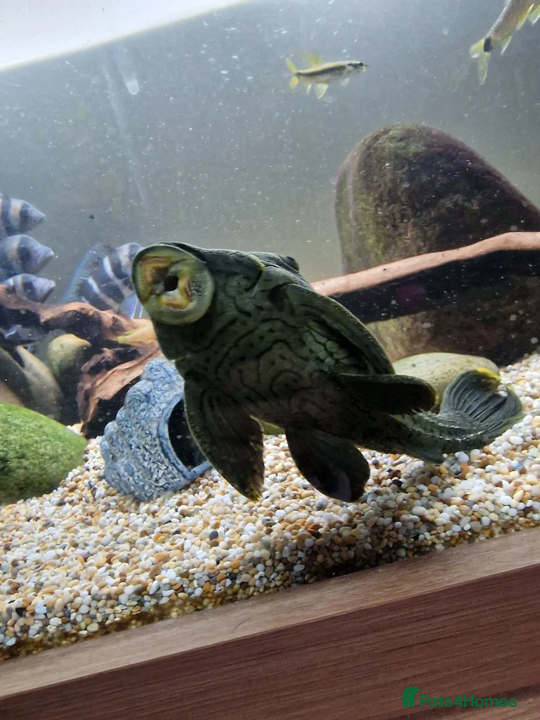 Plecos fish for sale: L191 (Believed to be) Pleco in Southampton - Advert 6