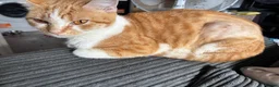 Mixed Breed cats for sale: 🐱 Six Kittens Looking for Loving Homes! 🐾 - Advert 4