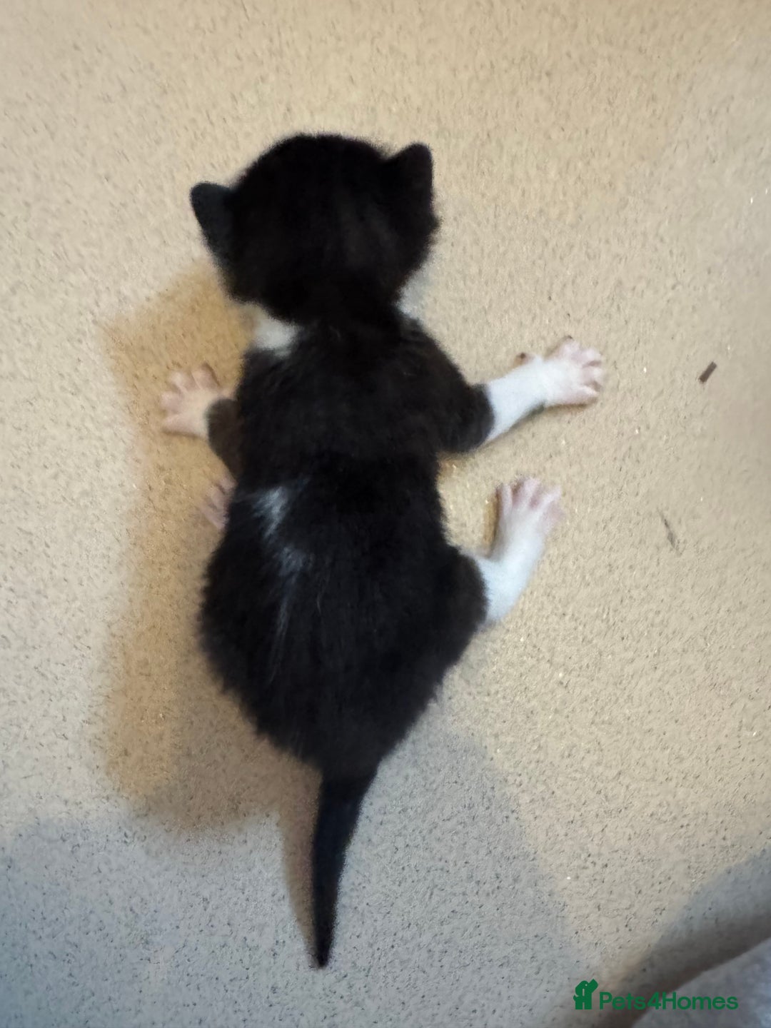 Mixed Breed cats for sale: mother is half Persian and dad domestic  - Advert 2