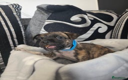 Mixed Breed dogs for sale: Puppy chugs 4 boys  - Image 16