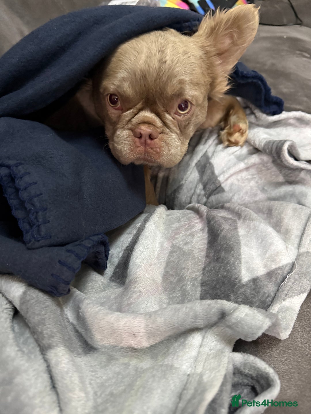 French Bulldog dogs for stud: Visual fluffy Isabella stud - Advert 2