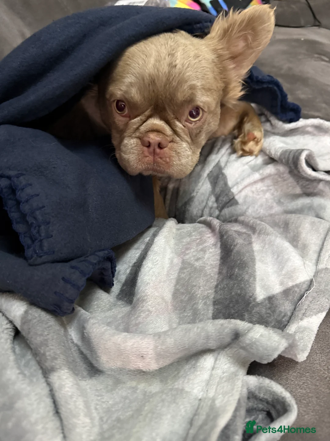 French Bulldog dogs for stud: Visual fluffy Isabella stud - Advert 2