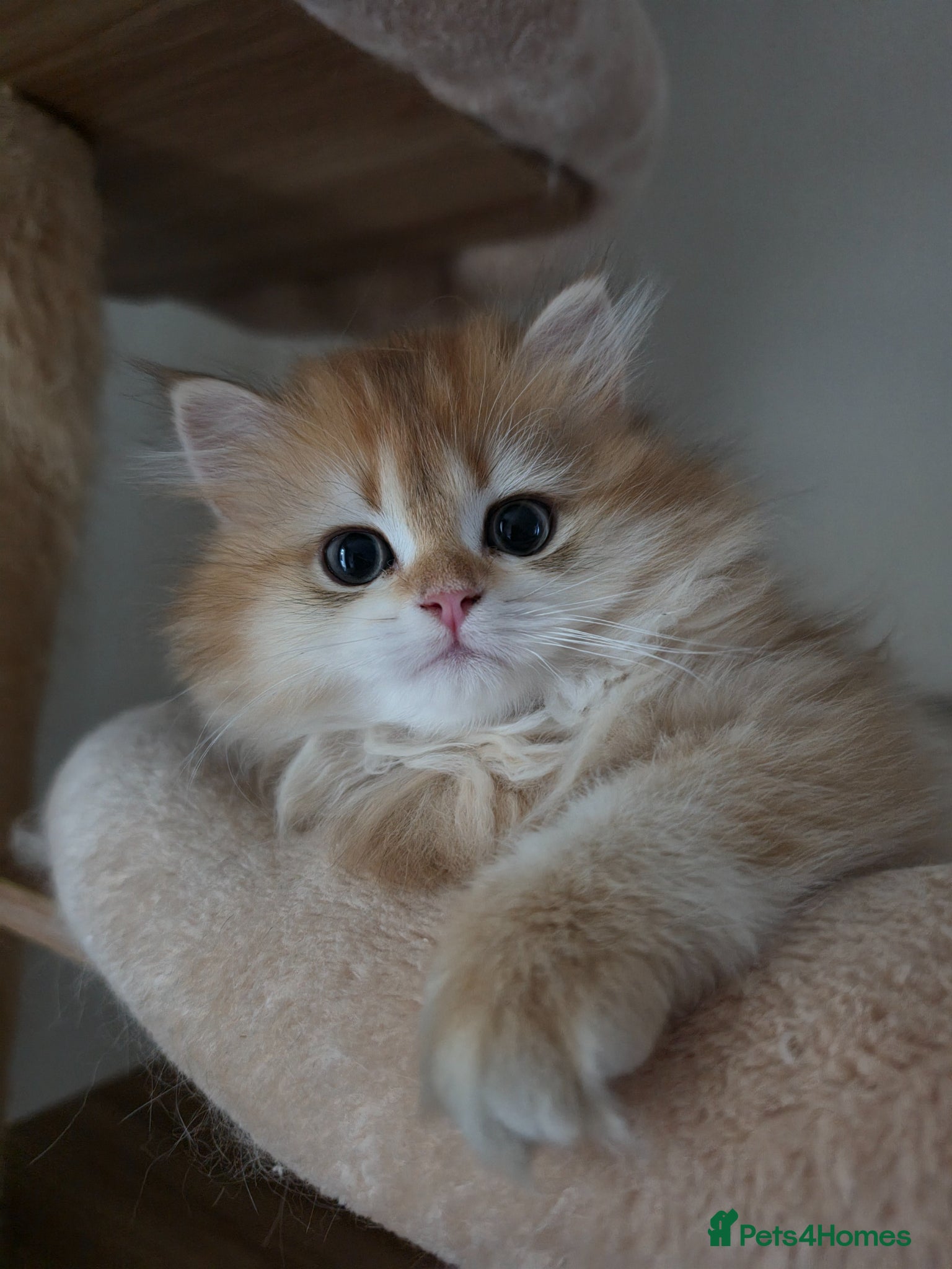 British Shorthair cats British shorthair longhair kittens 3left - Advert 2