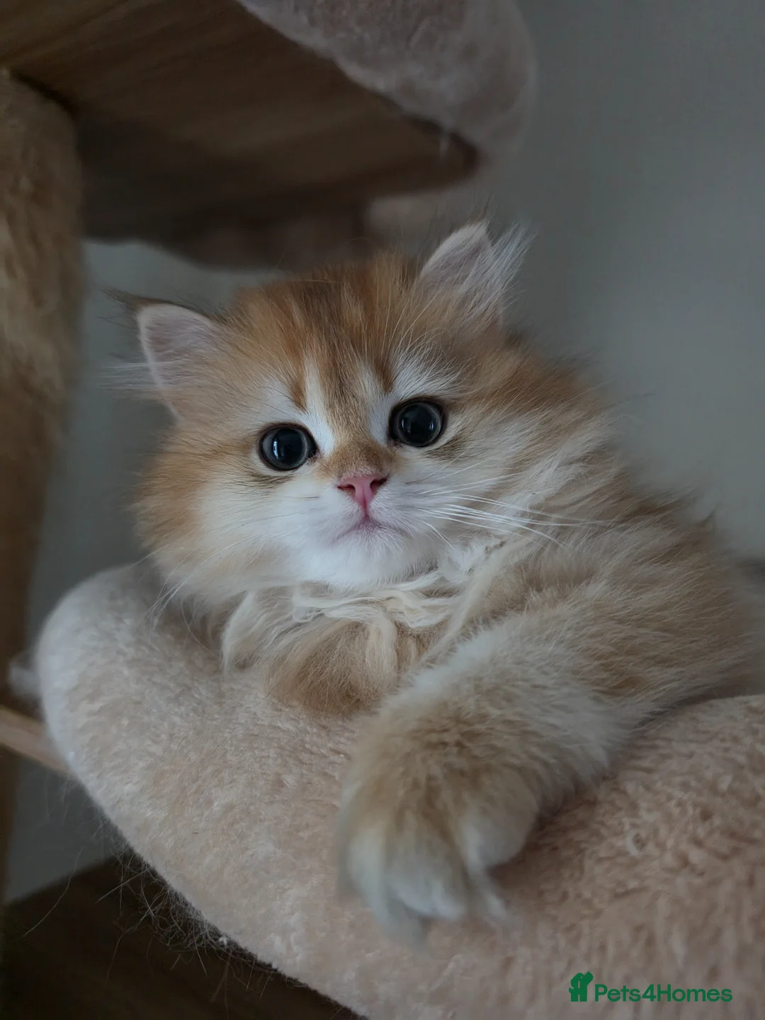 British Shorthair cats for sale: Last 2 kittens looking for forever home❤️ - Advert 1