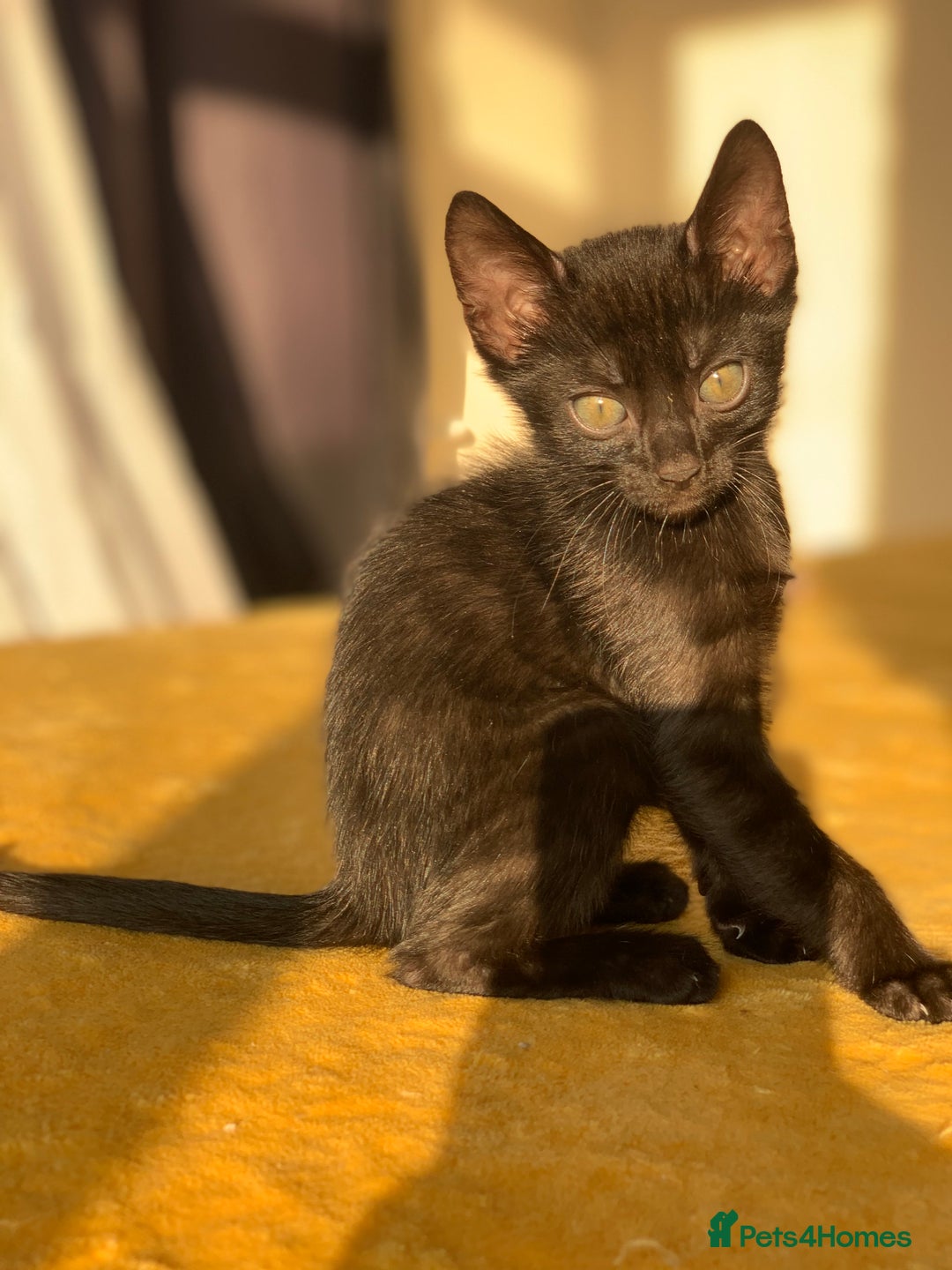 Bengal cats for sale: Ready to leave 3 left, 3/4 Bengal Kittens Rosetted - Image 13